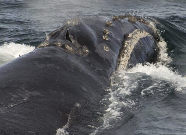  Scientists record singing by rare right whale for first time