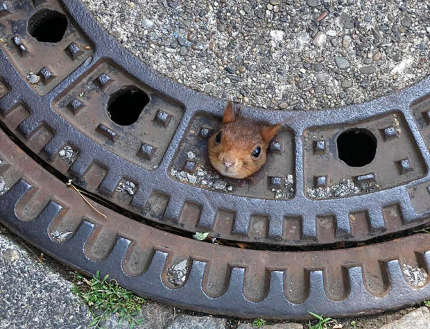 German firefighters rescue squirrel stuck in manhole cover