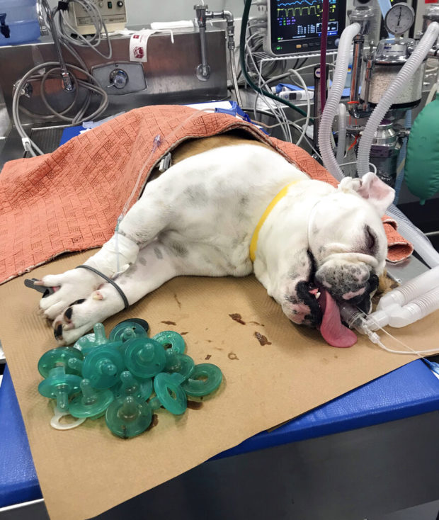 Veterinarian: Bulldog swallows 19 baby pacifiers