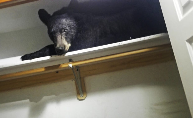 Bear enters Montana home, settles in for nap in closet