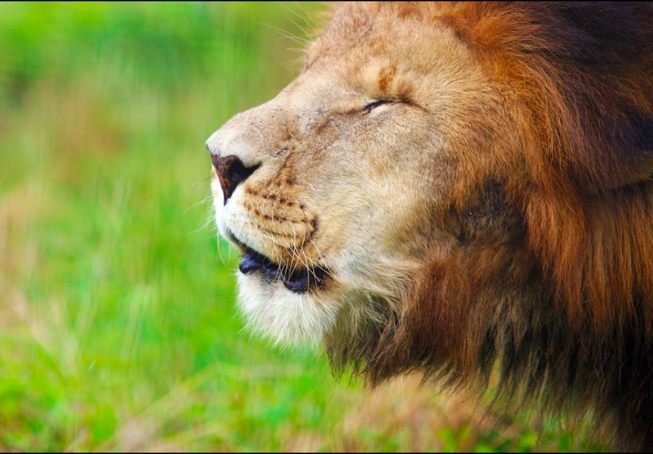 Fatal lion attack nets 3 'serious' violations for center