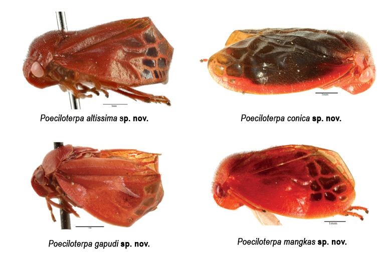 2 new bugs found at foot of Mt. Kanlaon in Negros Occidental
