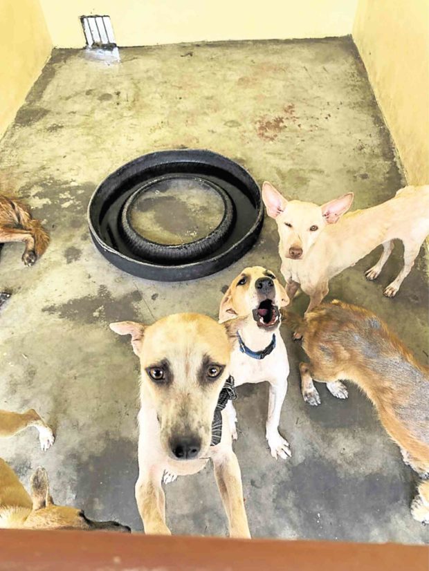 Muntinlupa dogs saved but 103 left on ‘death row’ in pound
