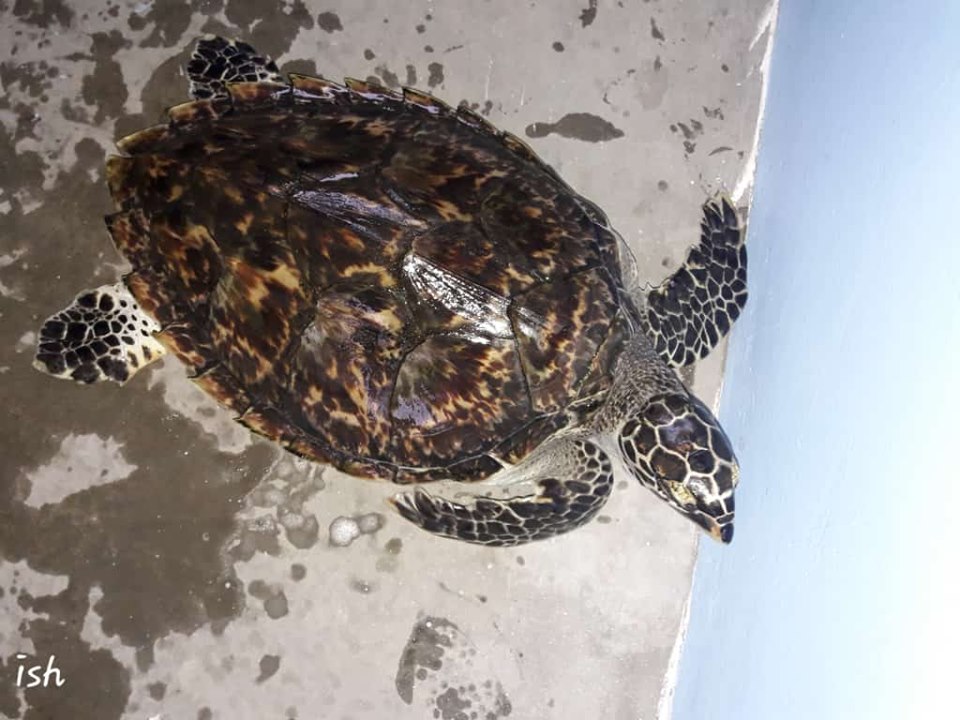 Sea turtle to be released to Ormoc Bay