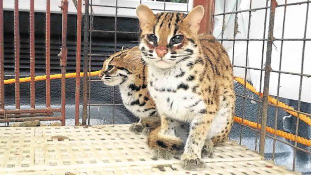 Rare Visayan wildcats find new home in Iloilo park