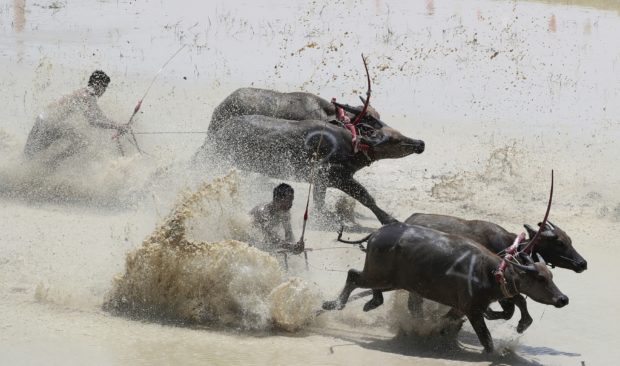 Thai farmers race buffaloes to show of gratitude