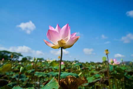Chinese tourists strip eco park of lotus flowers