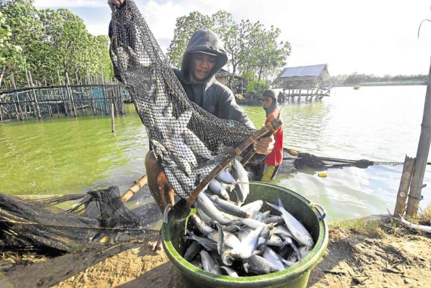 BFAR sees end to fish pens in Pangasinan