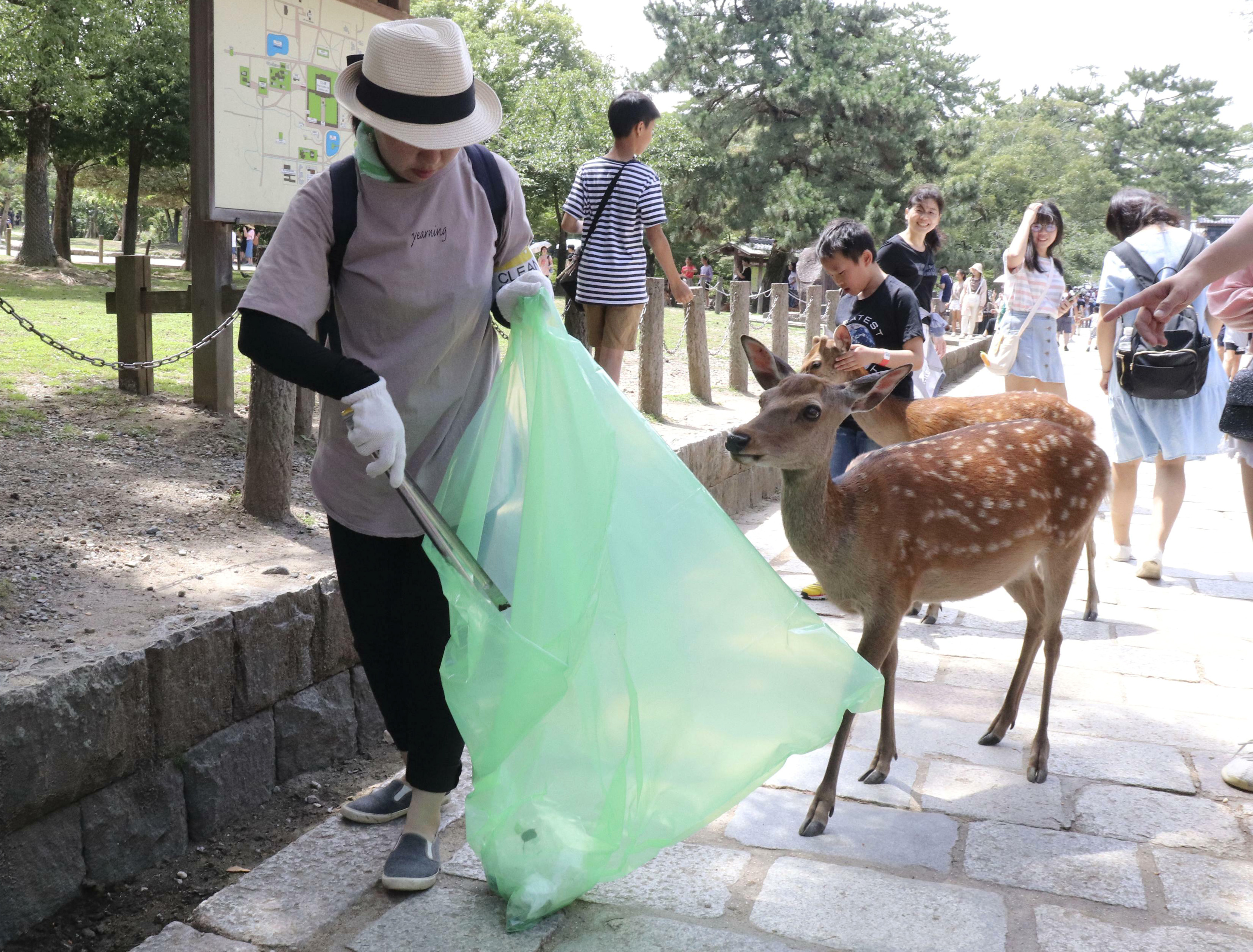 A volunteer picks up plastic products during a cleanup campaign at a famed park in Nara, western Japan, Wednesday, July 10, 2019. Nine deer at the park have died recently after swallowing plastic bags. Nara Park has more than 1,000 deer and tourists can feed them special sugar-free crackers sold in shops nearby. The crackers don’t come in plastic bags, but people still carry them. A veterinarian says the deer may associate the plastic with food. (Kyodo News via AP)