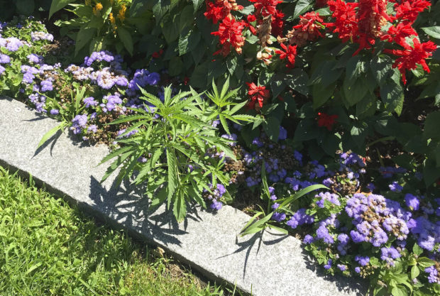 A Capitol offense? Cannabis found in Statehouse flower beds