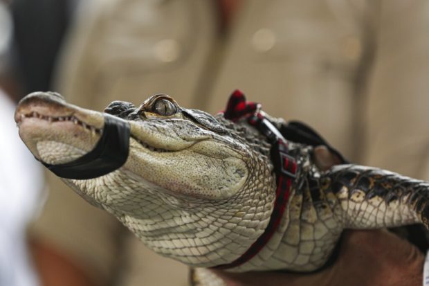 Florida expert captures elusive alligator at Chicago lagoon