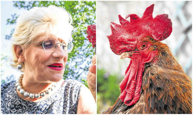Trial over cockerel’s right to be heard