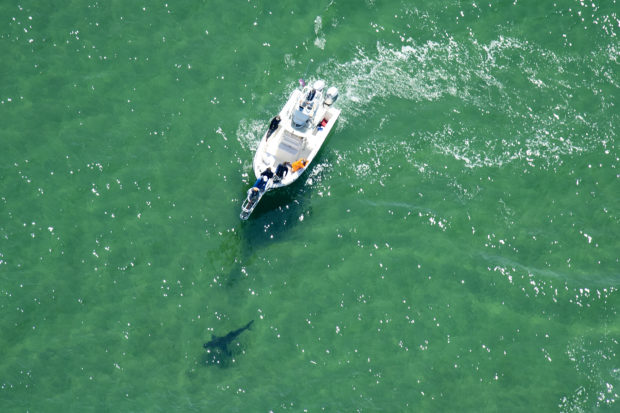 Wary US swimmers share waves with deadly sharks off Cape Cod