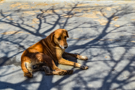 stray dog resting under a shade of a dried out tree