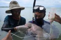 Beloved baby dugong ‘Mariam’ dies in Thailand with plastic in stomach
