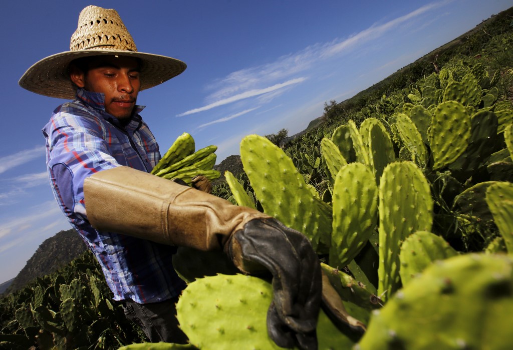 A worker collects white nopal in Zapopan, Jalisco state, Mexico, August 1, 2019. - Mexican scientist Sandra Pascoe Ortiz developed a biodegradable plastic made with the juice of Nopal (Opuntia cacti), from which objects, such as non-polluting disposable packages, can be manufactured. (Photo by ULISES RUIZ / AFP)