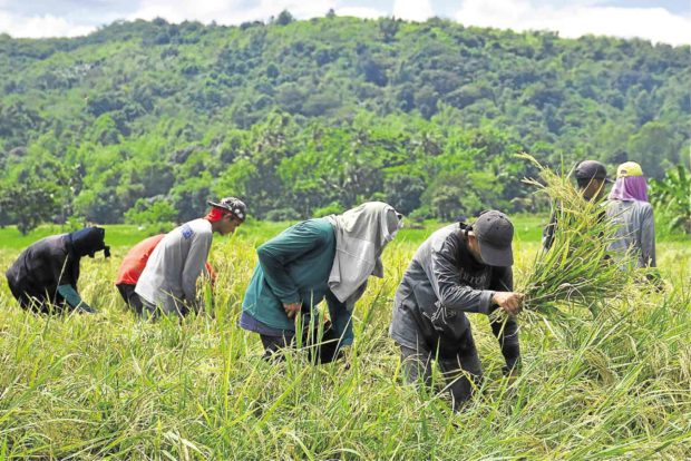 Probe sought as tariff law hurts rice farmers