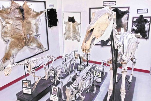 At UPLB museum, animals are starts