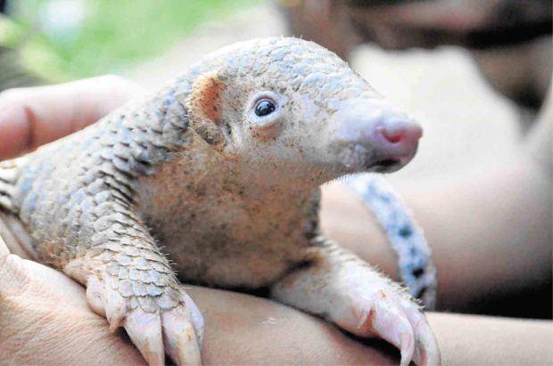 Pangolin poachers skip jail