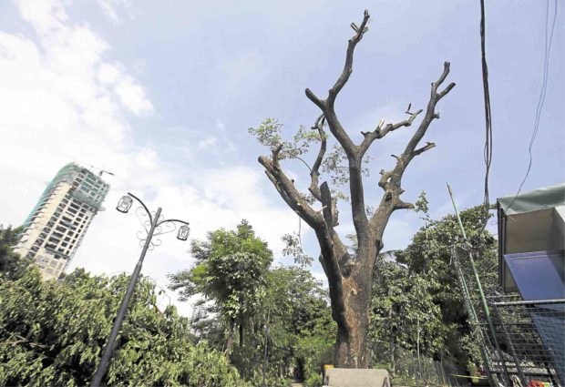 QC residents dismayed over cutting, pruning of 50 trees in public park