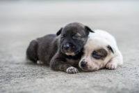 puppies, abandoned