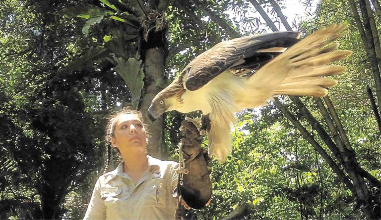 Watch Birds Of Prey Fly, Hunt In Davao’s Ph Eagle Center 