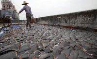 Worker collecting shark fins