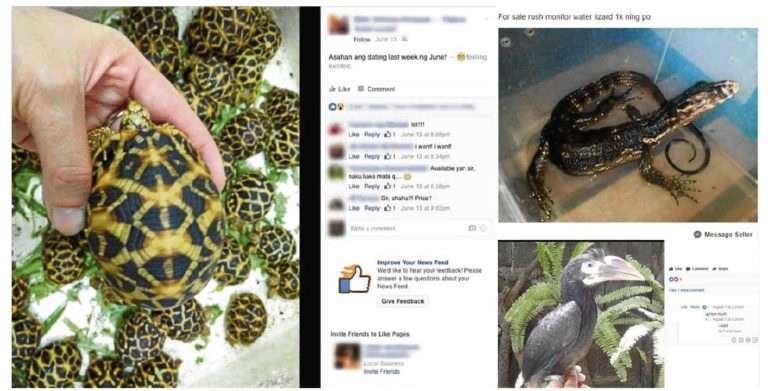 New Filipino wildlife traffickers, traders emerge in FB hubs