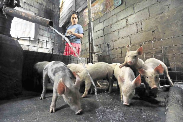 Soccsksargen free of hog disease, agriculture officials assure
