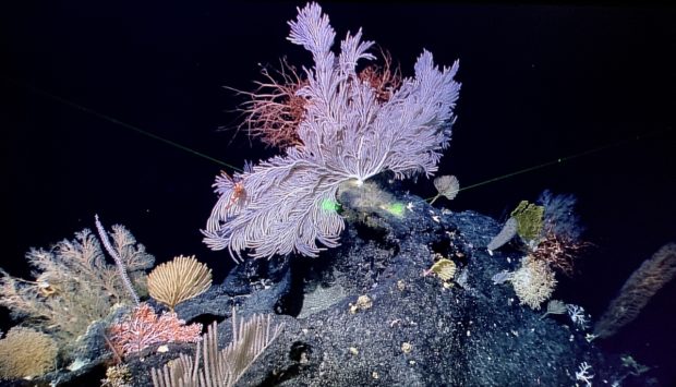 Concerns grow about seafloor mining