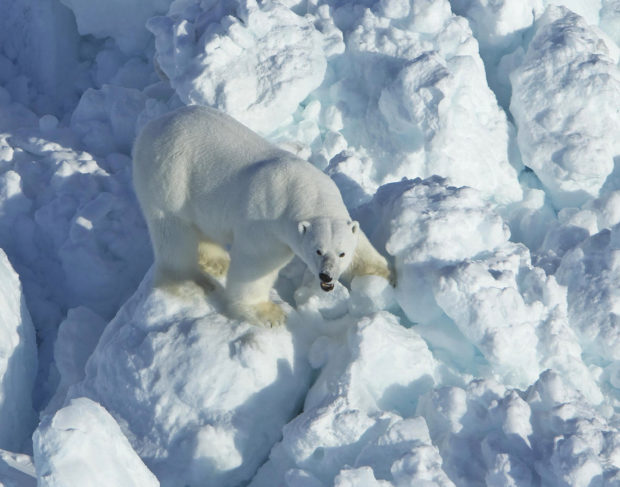  Alaska scientists say polar bear encounters to increase