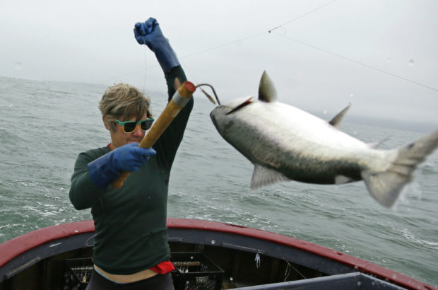 Off the hook: California king salmon rebounds after drought