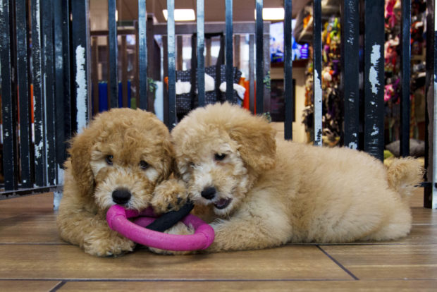  Maryland pet stores sue to block state ban on dog, cat sales