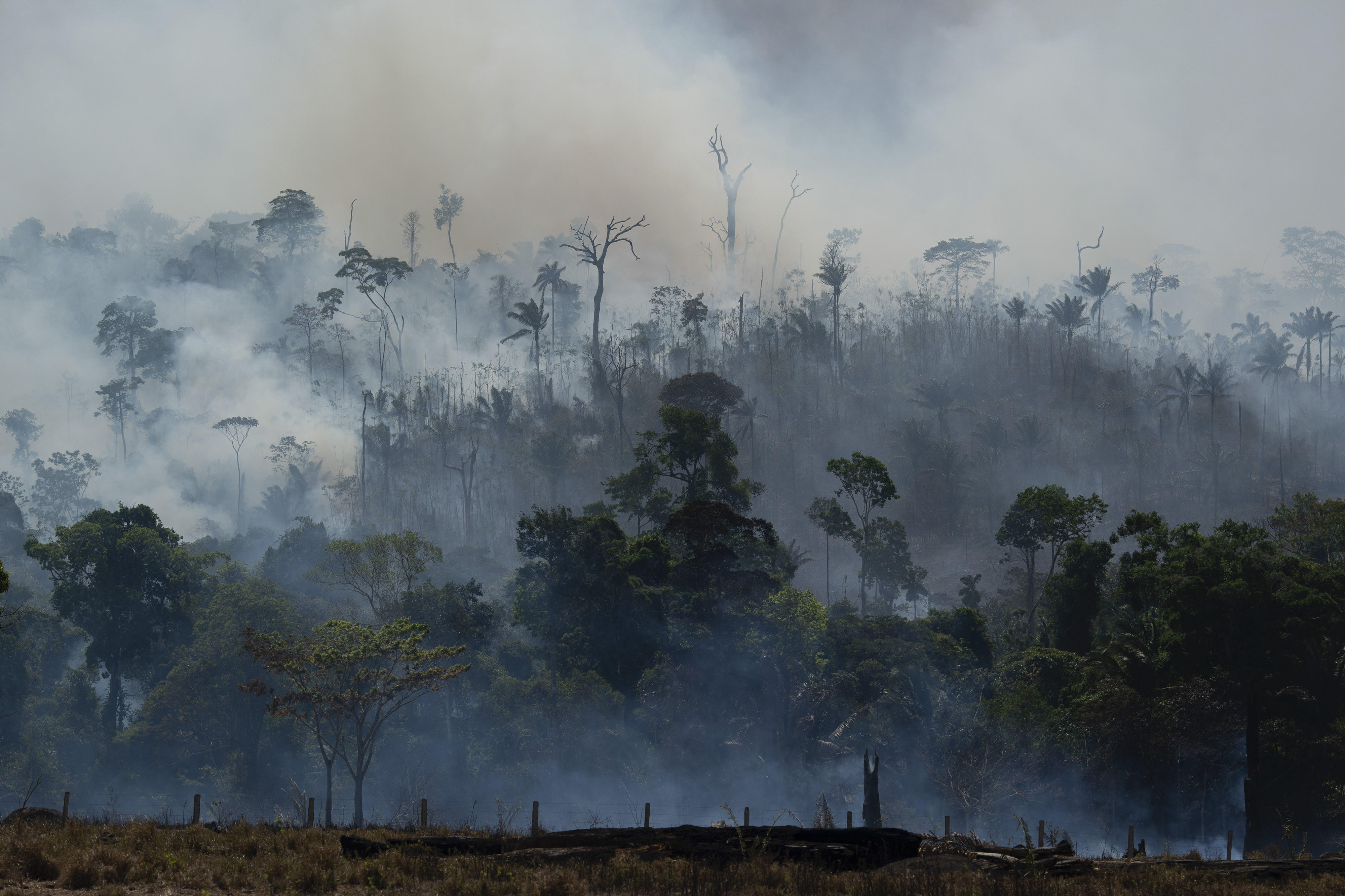 Проблема тропического леса. Долина Мехико обезлесение. Обезлесение Бразилии. Тропические леса Амазонии уничтожение. Пожар в тропическом лесу.