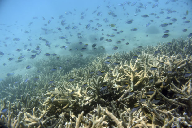  Australia lowers Great Barrier Reef outlook to 'very poor'