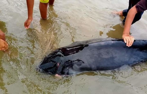 Thin, wounded whales found dead in Bicol shores