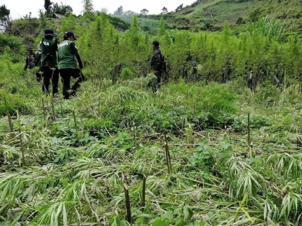 P146M in marijuana burned in Kalinga