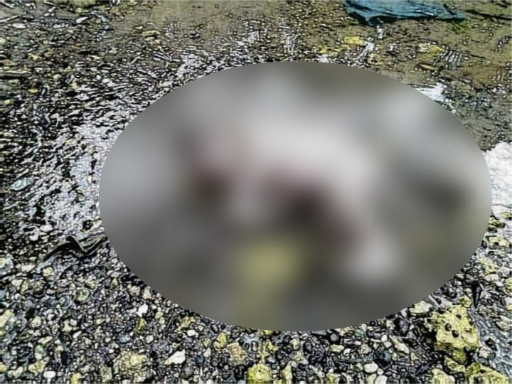 A newborn baby was found dead in a creek in Barangay Looc in Jagna town, Bohol on Tuesday morning, August 6, 2019. Photo courtesy of Ric Sua