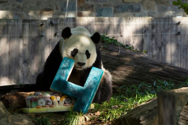 Zoo celebrity: China-bound Bei Bei soon saying bye-bye to US