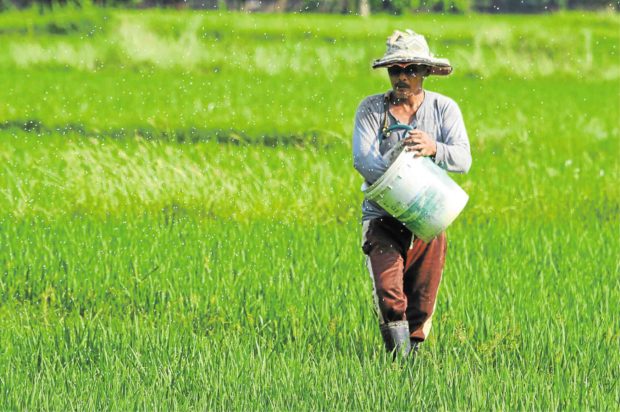 rice fertilizer farmers Agriculture chief to LGUs: Buy local farmers’ palay
