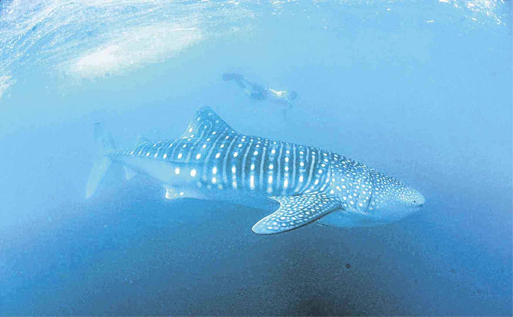 104 whale sharks seen for first time in Donsol