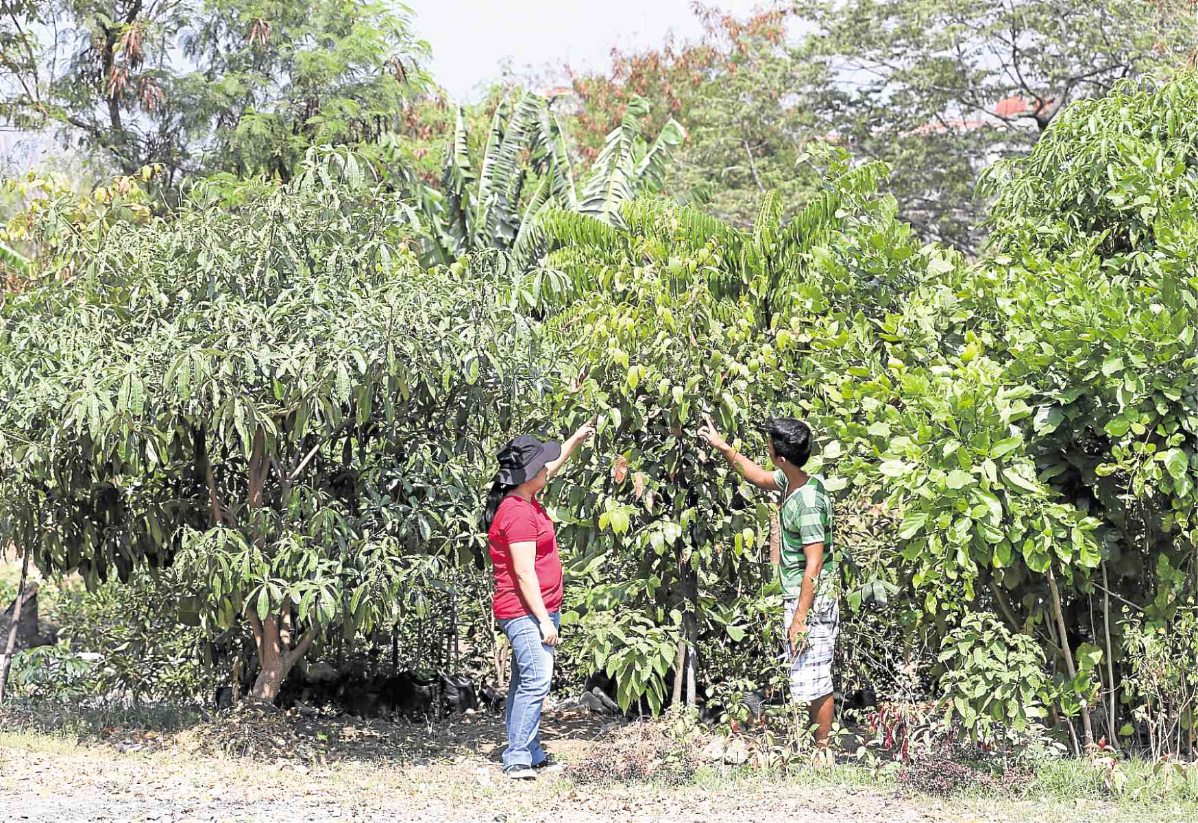Antipolo park rises as gov’t shifts from ‘tree planting’ to ‘tree growing’