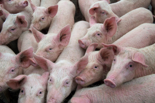 Second ASF outbreak in Cotabato destroys P26 million worth of hogs
