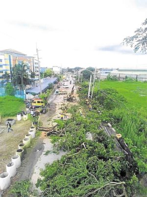 Power co-op faces raps over ‘killing’ of 125 trees in Pampanga
