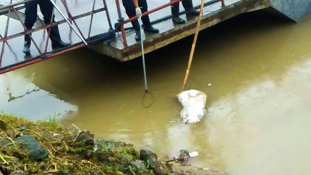 Dead pig in Marikina River
