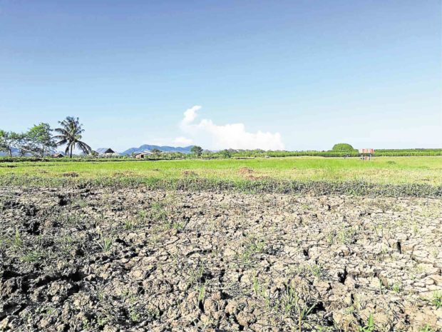 Bohol town under state of calamity as farmlands dry up