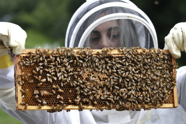  Veterans with PTSD, anxiety turn to beekeeping for relief