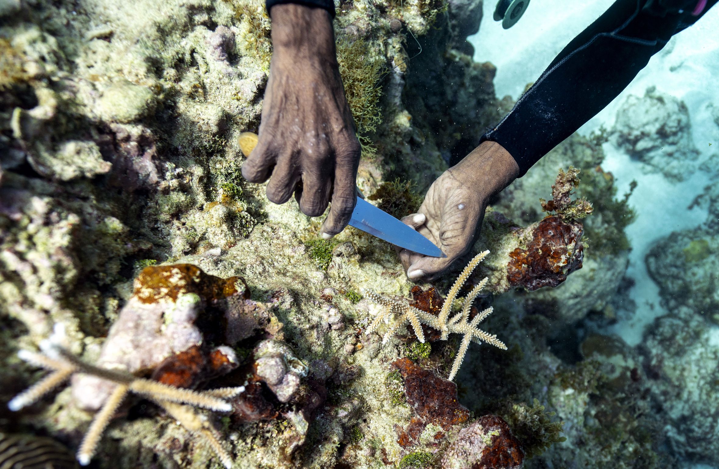 coral reef jamaica