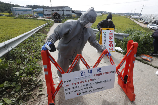  South Korea confirms 2nd case of African swine fever