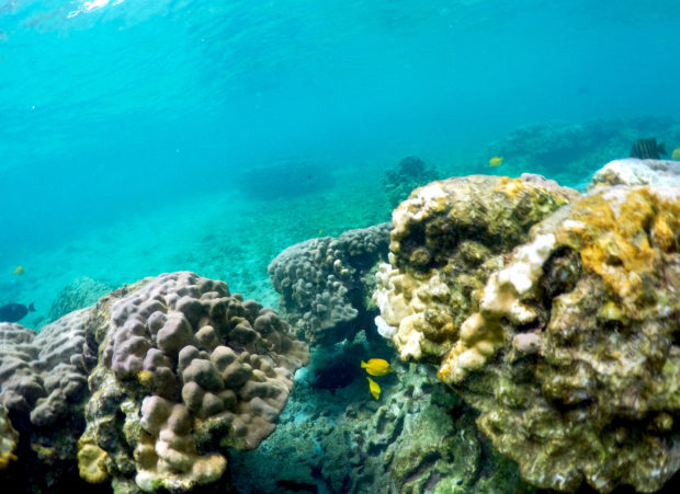  Lingering Pacific heat wave threatens Hawaii coral